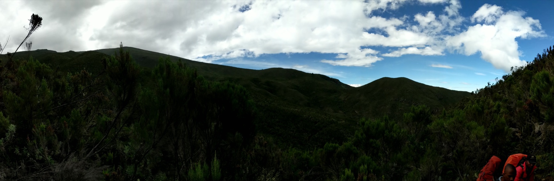 Giant groundsel plants dotting the high moorland traversed by the Lemosho Route