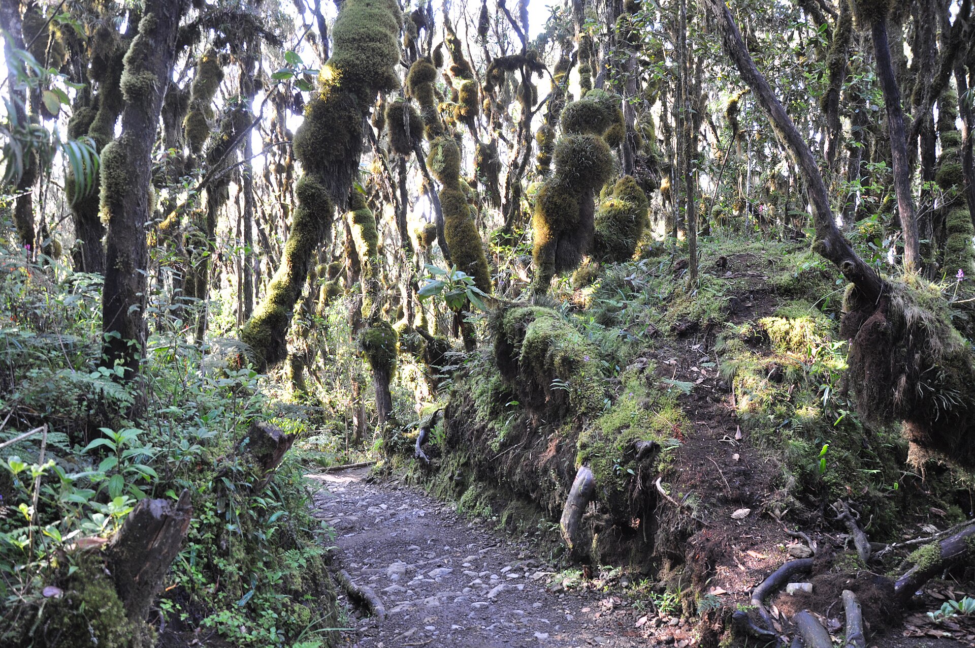 Lush montane rainforest on the lower slopes of the Marangu Route